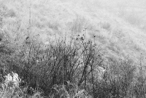 Free Grayscale image of a barren field with dry plants and grass. Stock Photo