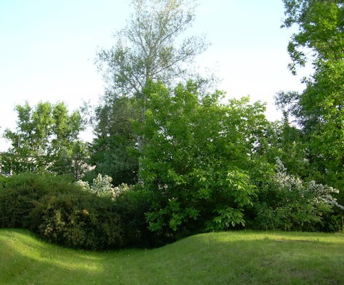 Gratis stockfoto met gras en bomen