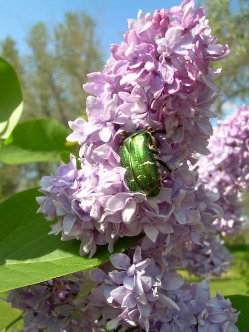 Gratis stockfoto met orgel en bug