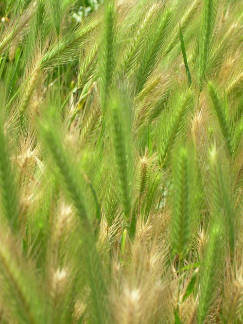 Gratis stockfoto met in de zomer