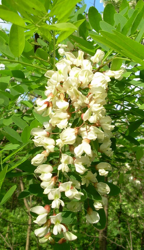 Gratis stockfoto met acacia bloem
