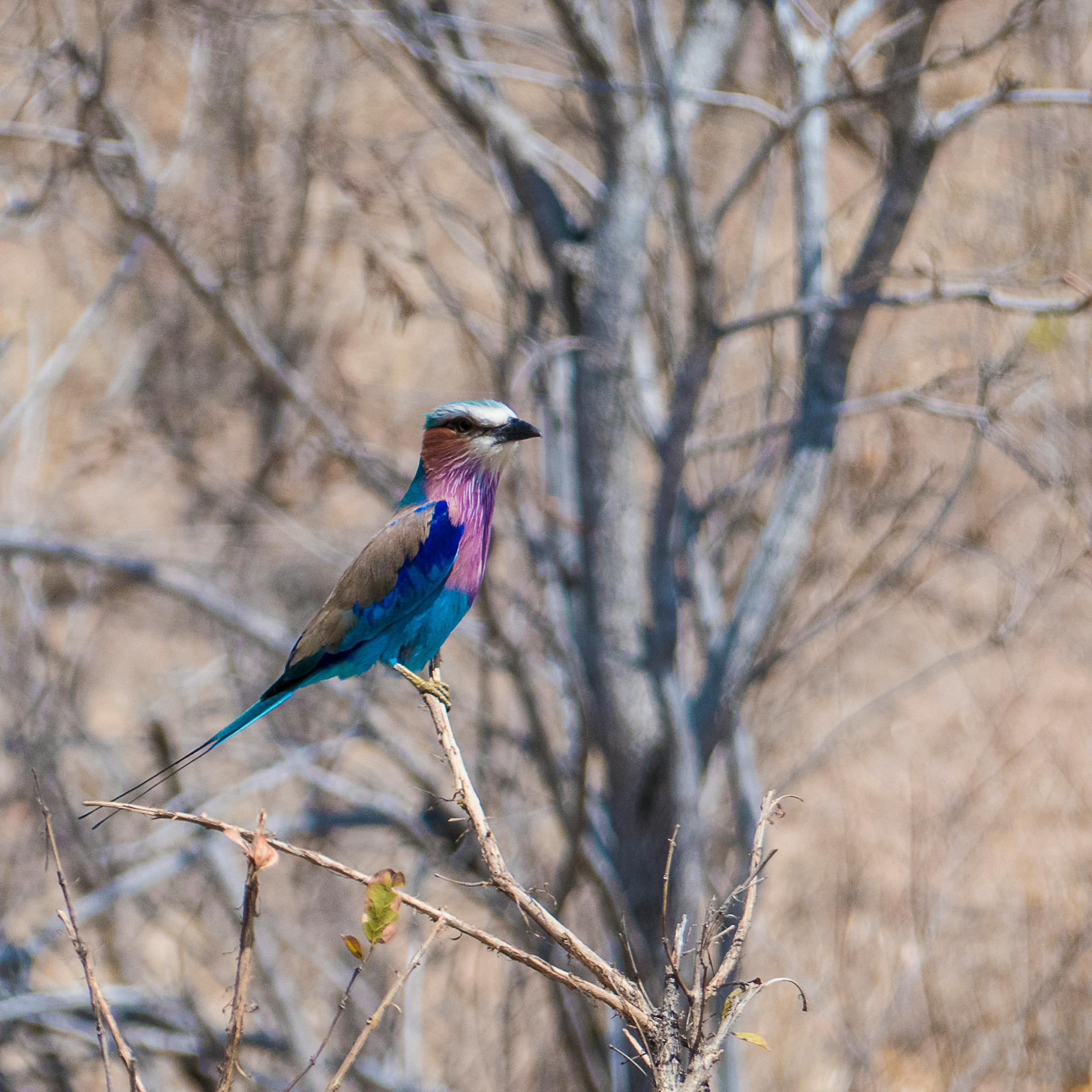 Free stock photo of bird, colorful, lilac-breasted roller