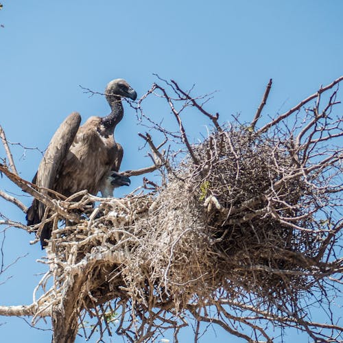 Free stock photo of nest, vulture, with young