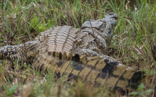 Free stock photo of crocodile, grass