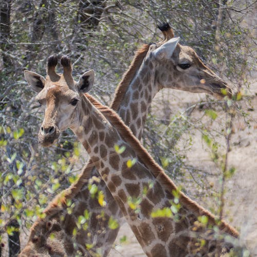 Free stock photo of crossing necks, giraffes
