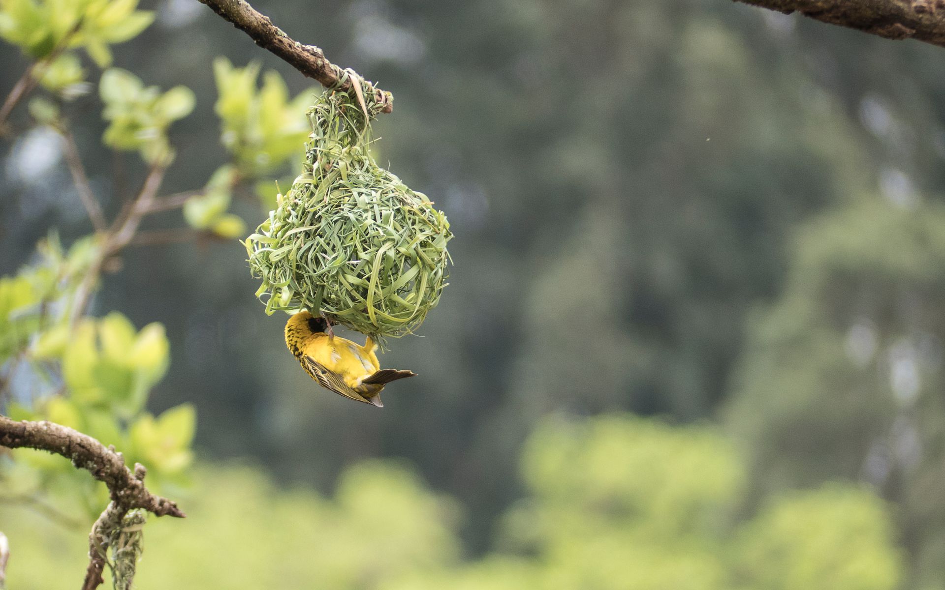 Close-up of a spectacled weaver building its nest in South African greenery.