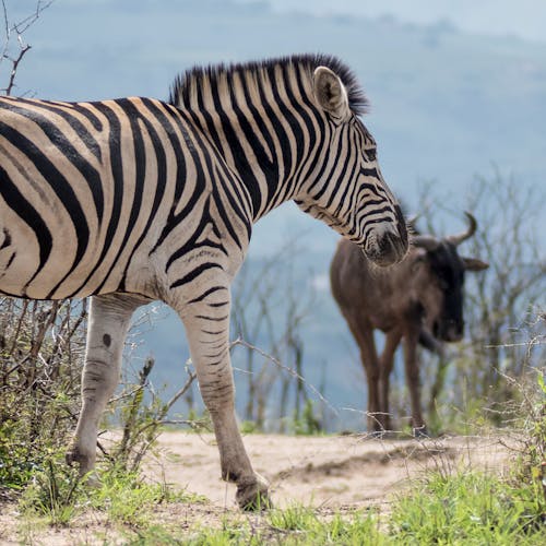 Free stock photo of depth of field, wildebeest, zebra