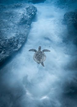 A beautiful green sea turtle gracefully swims underwater amidst rocks in Hawaii.