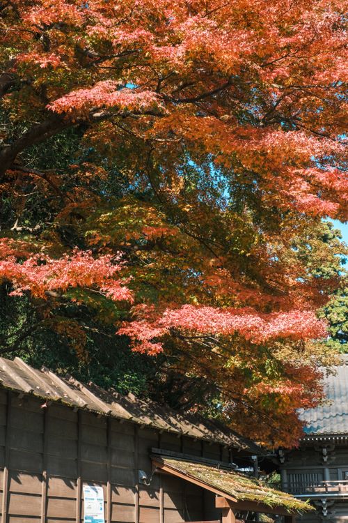 Free Bright autumn leaves cascade over traditional wooden structures, capturing fall's vivid colors. Stock Photo