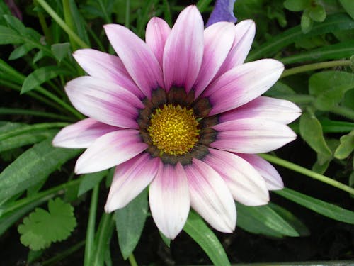 Gratis stockfoto met lila geranium