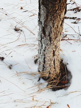 Close-up of a tree trunk surrounded by snow and dry grass in Berdsk, Russia.