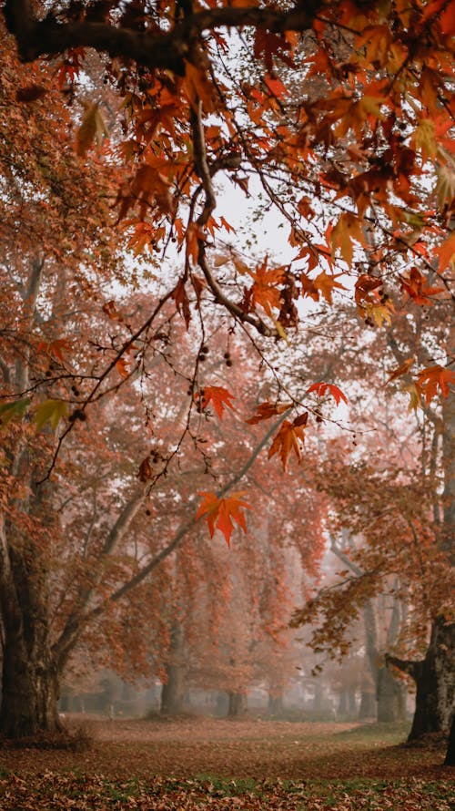 Orange and Brown Leaves on Trees