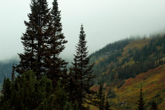 Capture of a fog-covered forest landscape with autumn foliage on a gentle hillside.