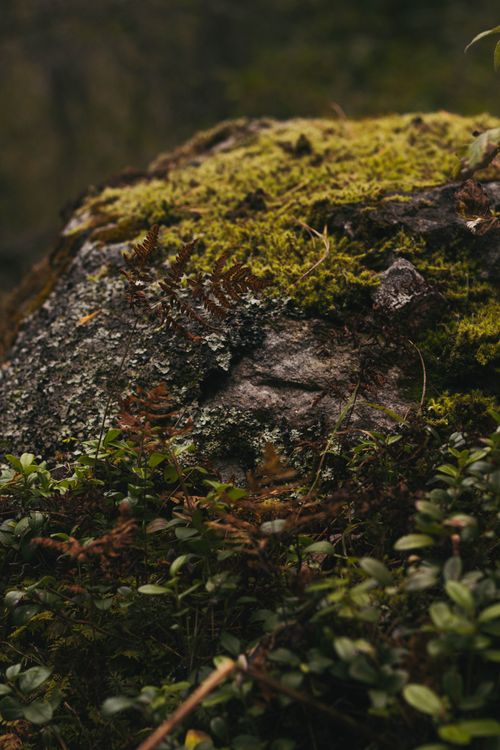 Free Detailed shot of a moss-covered rock surrounded by lush vegetation in a forest. Stock Photo
