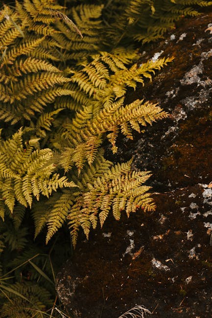 A detailed view of green ferns growing on a textured mossy rock surface.