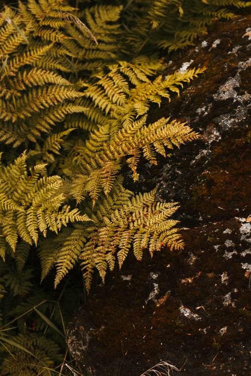 Free A detailed view of green ferns growing on a textured mossy rock surface. Stock Photo