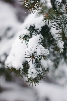 Close-up of snow-covered pine needles, showcasing winter beauty and tranquility.