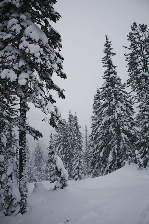 Photos gratuites de arbres, brouillard, couvert de neige