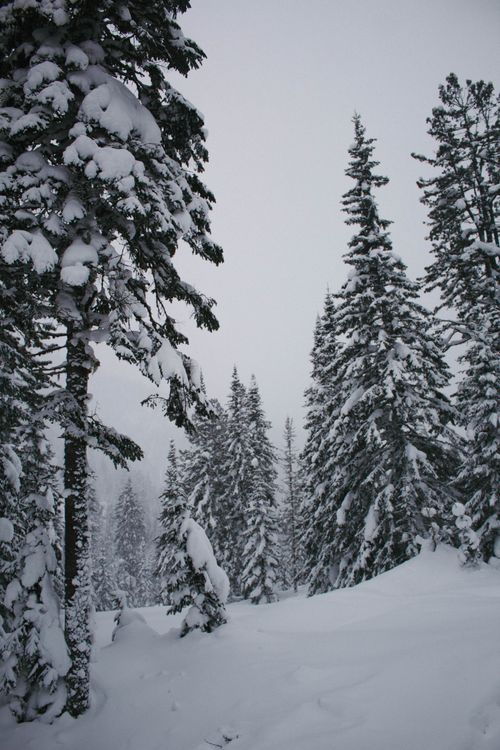 Free Snow-covered pine trees create a serene winter landscape. Stock Photo