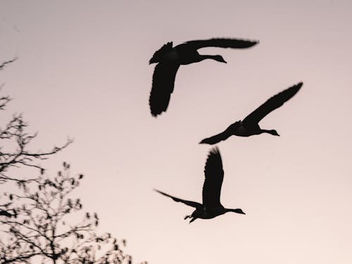 Silhouette of Geese Flying Beside a Tree