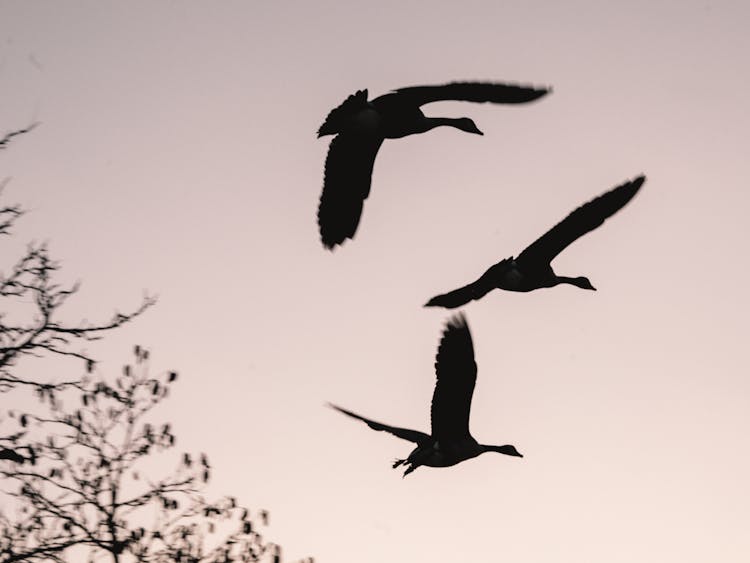 Silhouette Of Geese Flying Beside A Tree