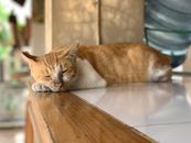 Orange Tabby Cat Lying on Brown Wooden Table