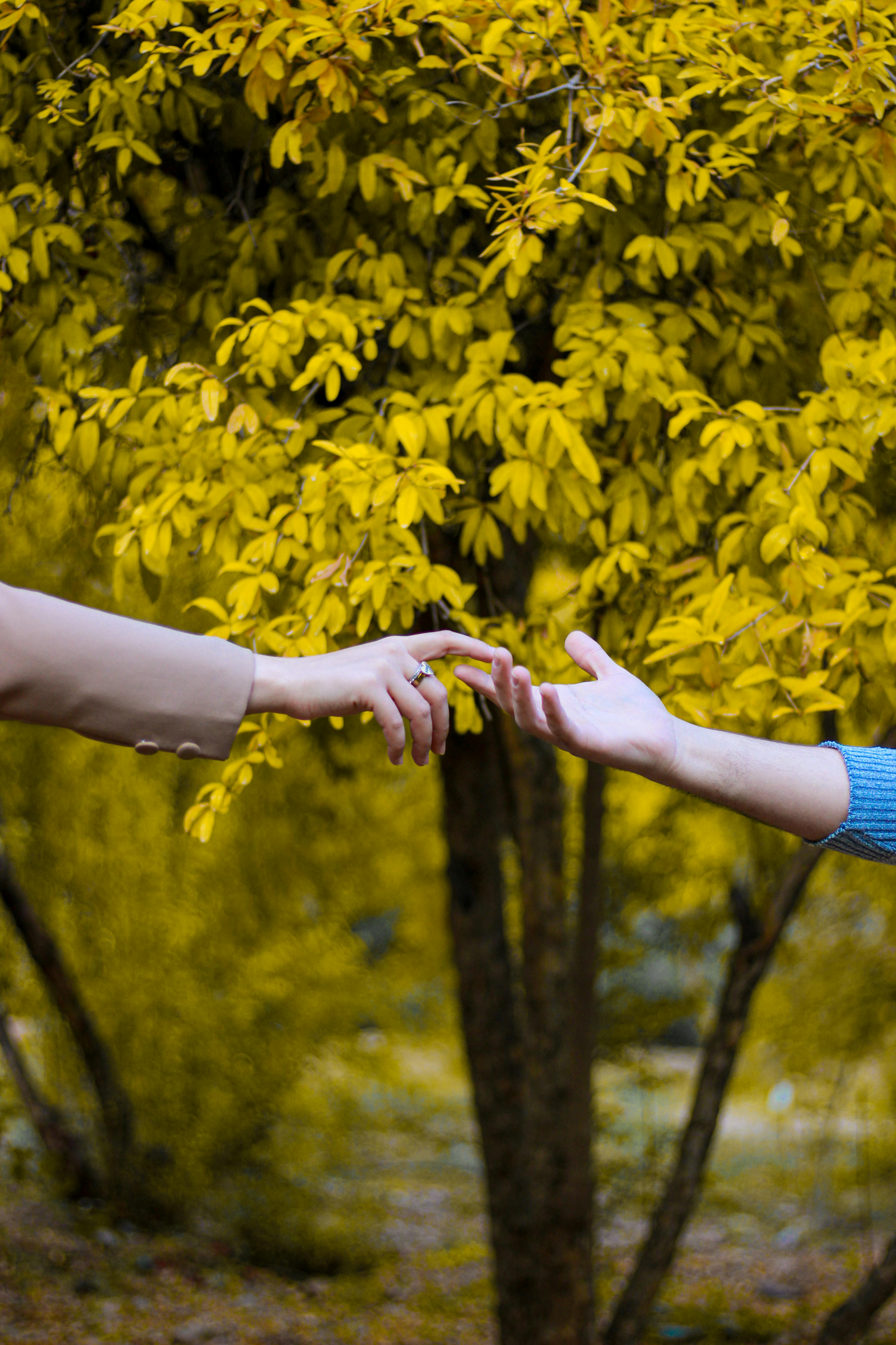 person in blue long sleeve shirt holding yellow flower