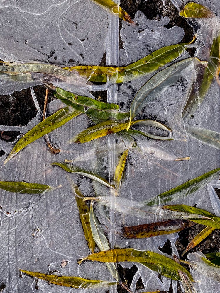 Close-up Of Autumn Leaves On A Frozen Surface 