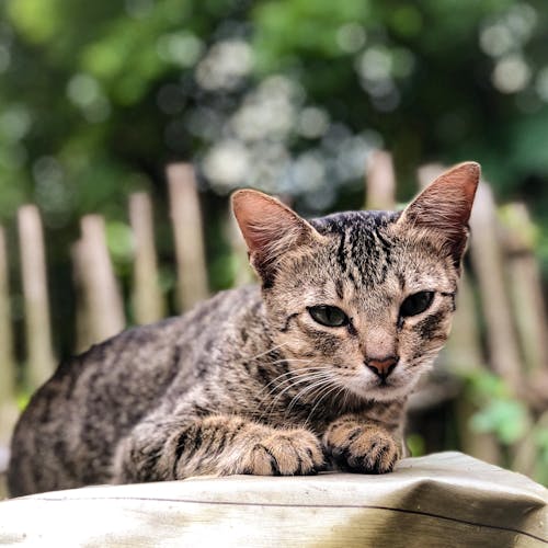 Fotografi Close Up Kucing Tabby