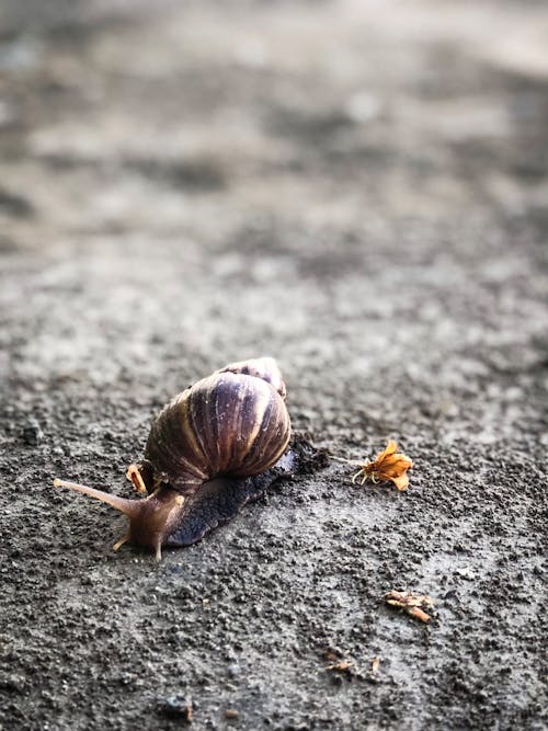 Close-Up photography of Snail