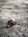 Slowing down Images