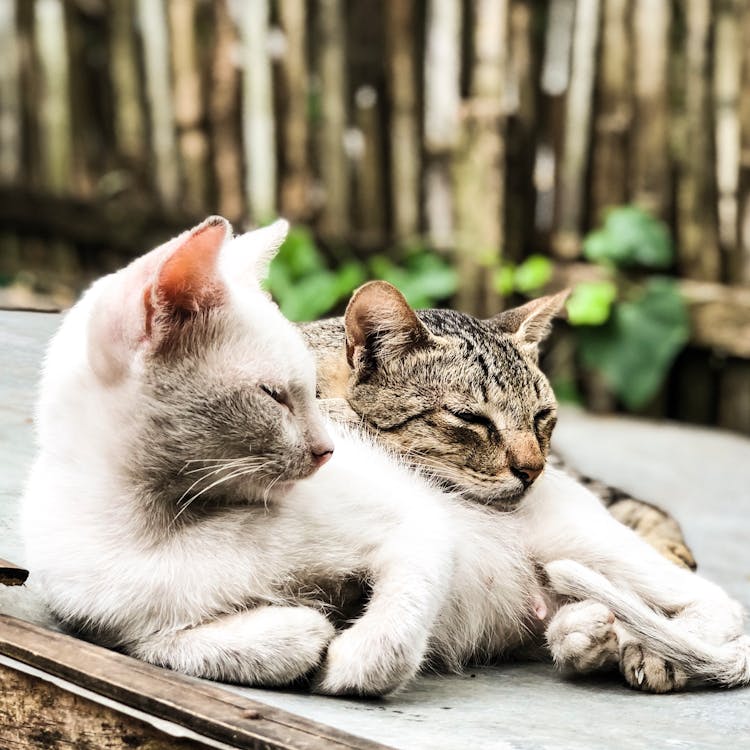 Close-Up Photography Of Tabby Cats Laying