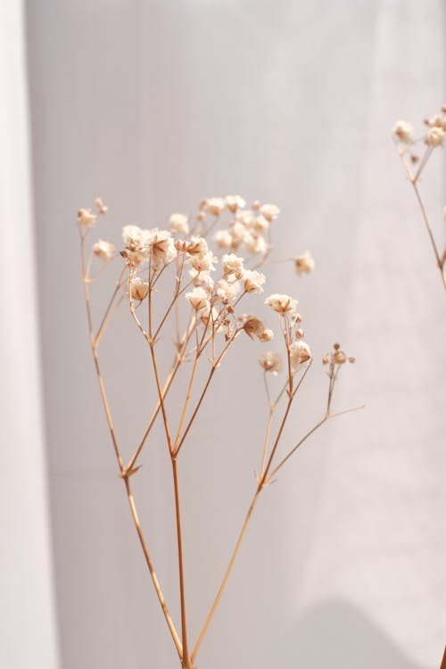 Dried Small Flowers in Close Up Photography