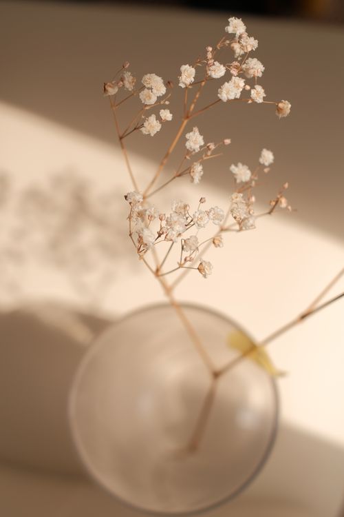 Free Minimalist close-up of dried baby's breath flowers casting a shadow. Stock Photo