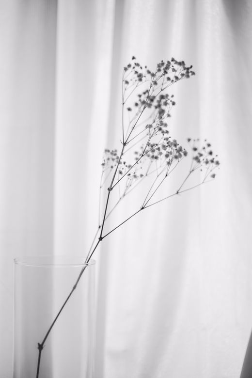 Dried flowers in a vase, black and white — Mak_ jp on Pexels