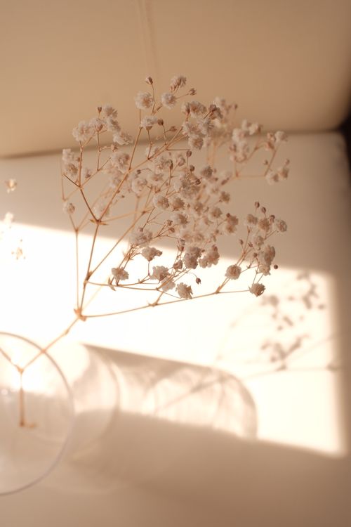 Free Aesthetic arrangement of baby's breath flowers casting gentle shadows in soft sunlight. Stock Photo
