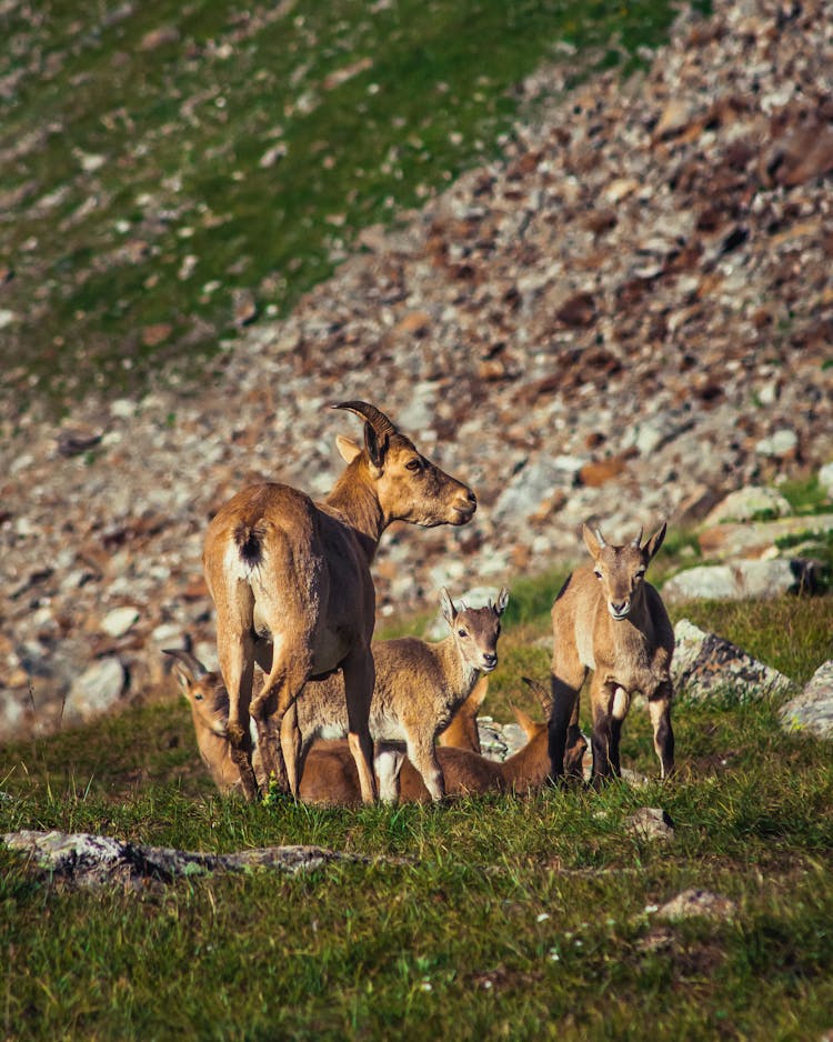 Brown Wild Goats On Grassland