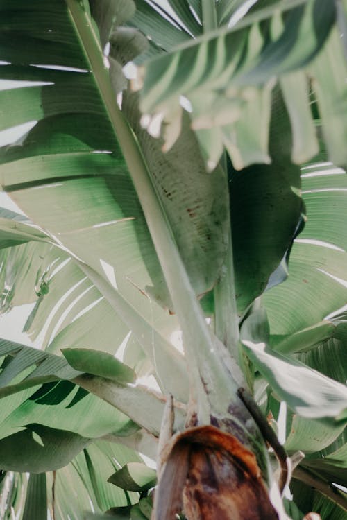 Green Banana Leaf