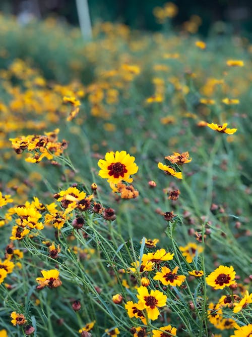 Ücretsiz Sarı çiçeklerin Yakın çekim Fotoğrafçılığı Stok Fotoğraflar
