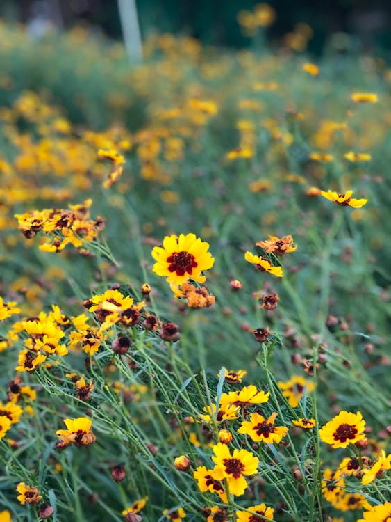 Close-Up Photography of Yellow Flowers