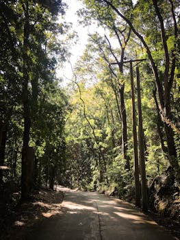 宿务市的森林小径和平宁静，树木郁郁葱葱，是完美的自然散步去处