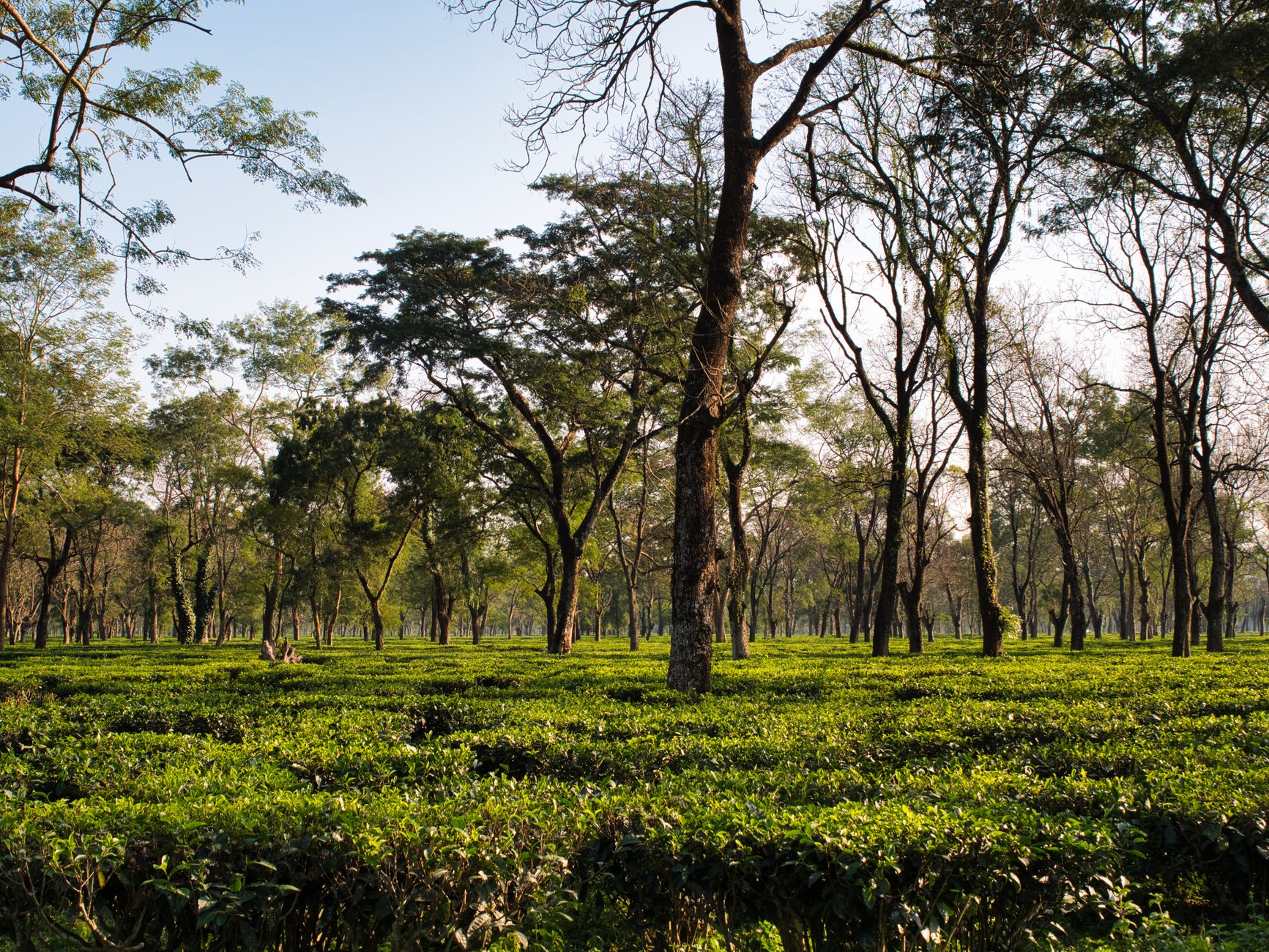 Assam