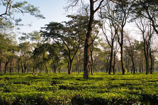 Tea Garden Visit