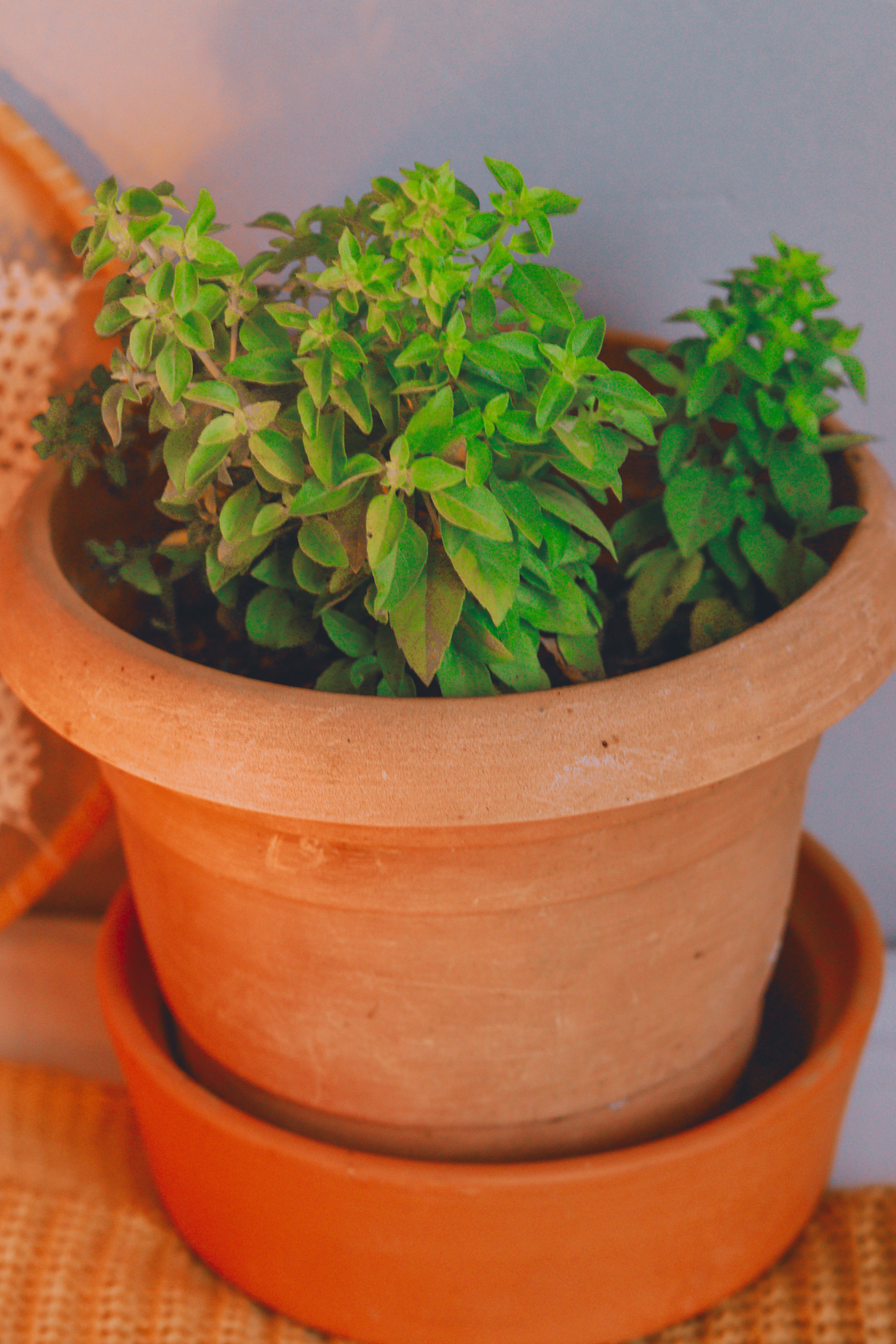 Close-up of a vibrant basil plant growing in a terracotta pot, perfect for home gardening enthusiasts.