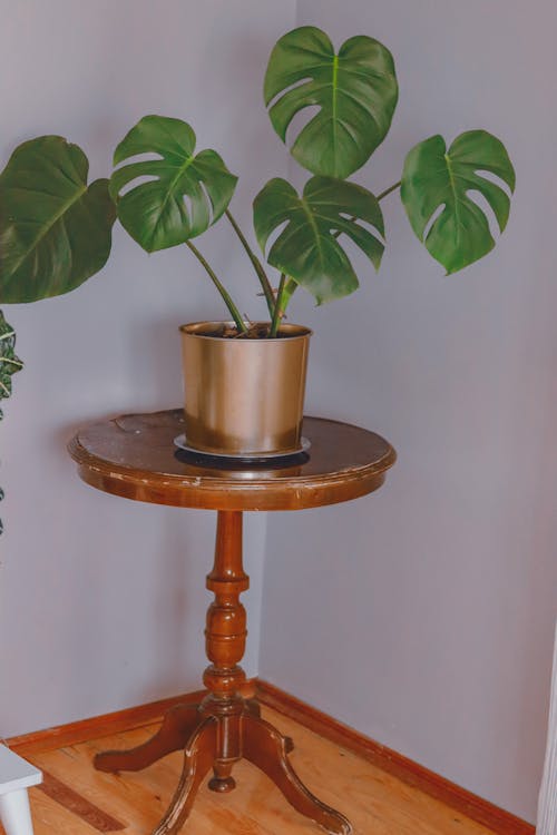 Potted Plant on a Round Table