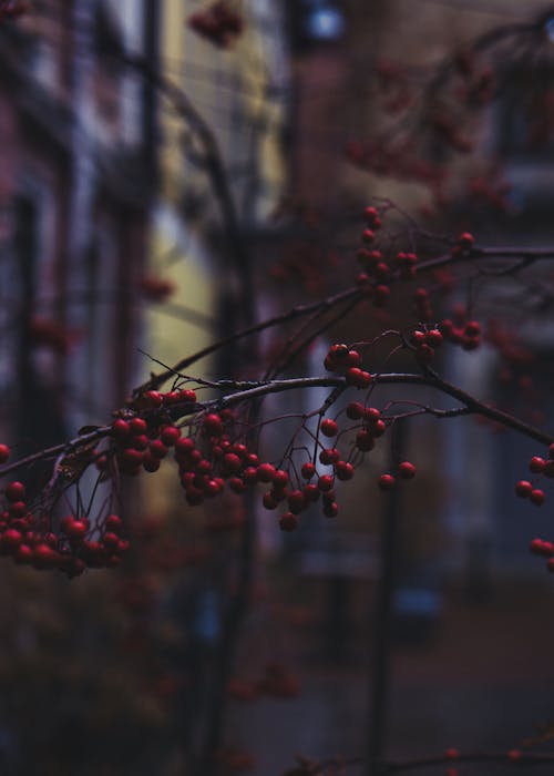 Close up of Berries on Branches