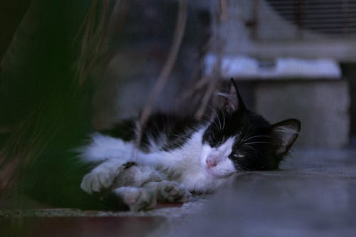 Fotografía En Primer Plano De Un Gato Durmiendo
