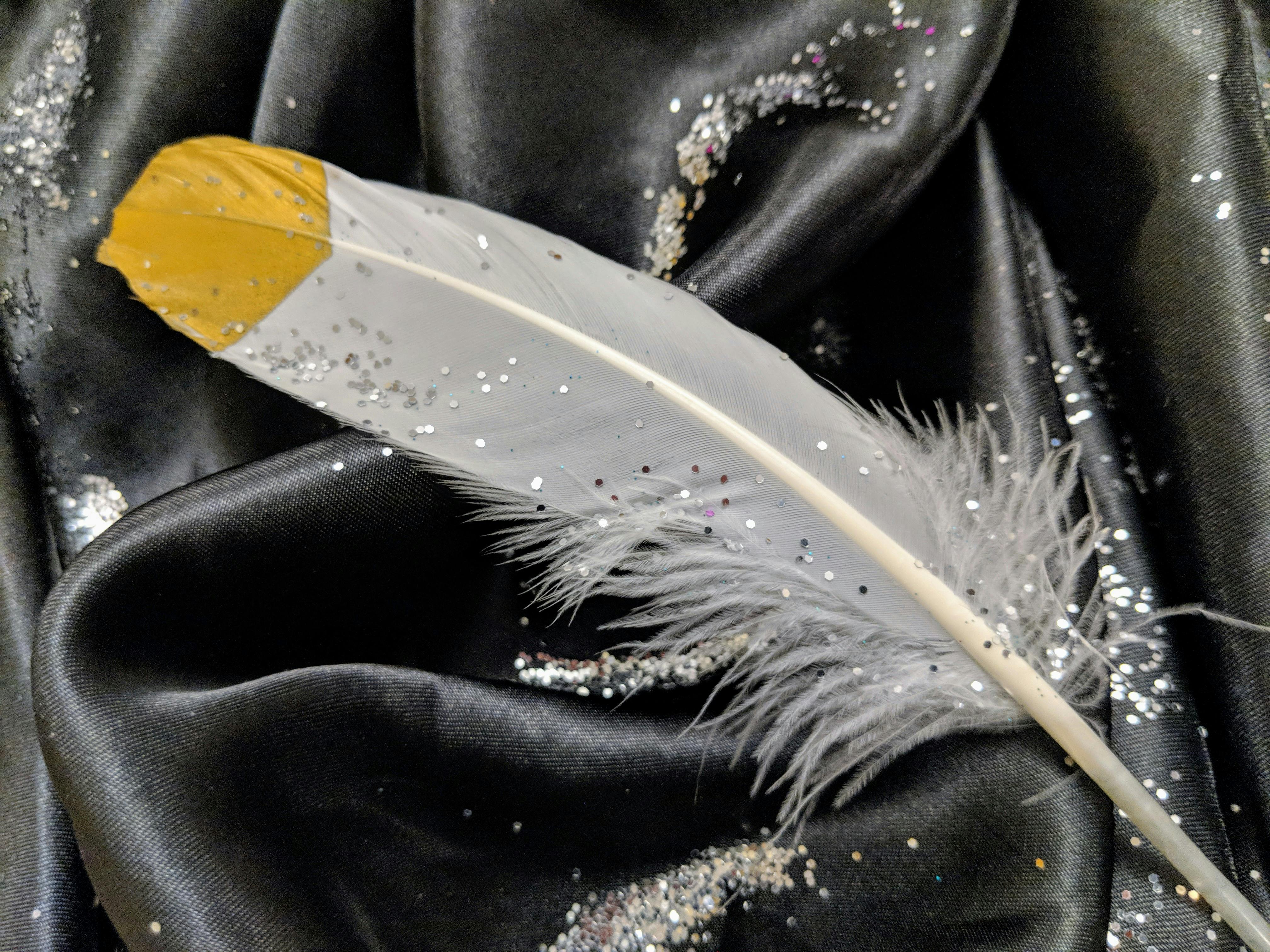 Free stock photo of black and white feather, feather, feathers and glitter