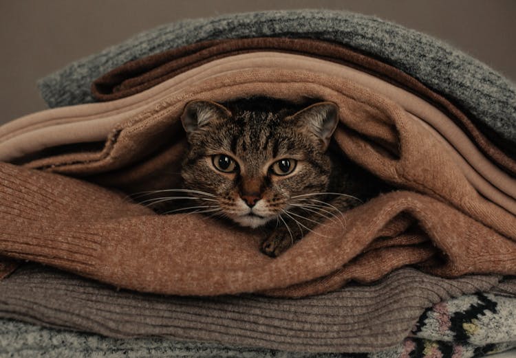 Cat Under Knitted Clothes