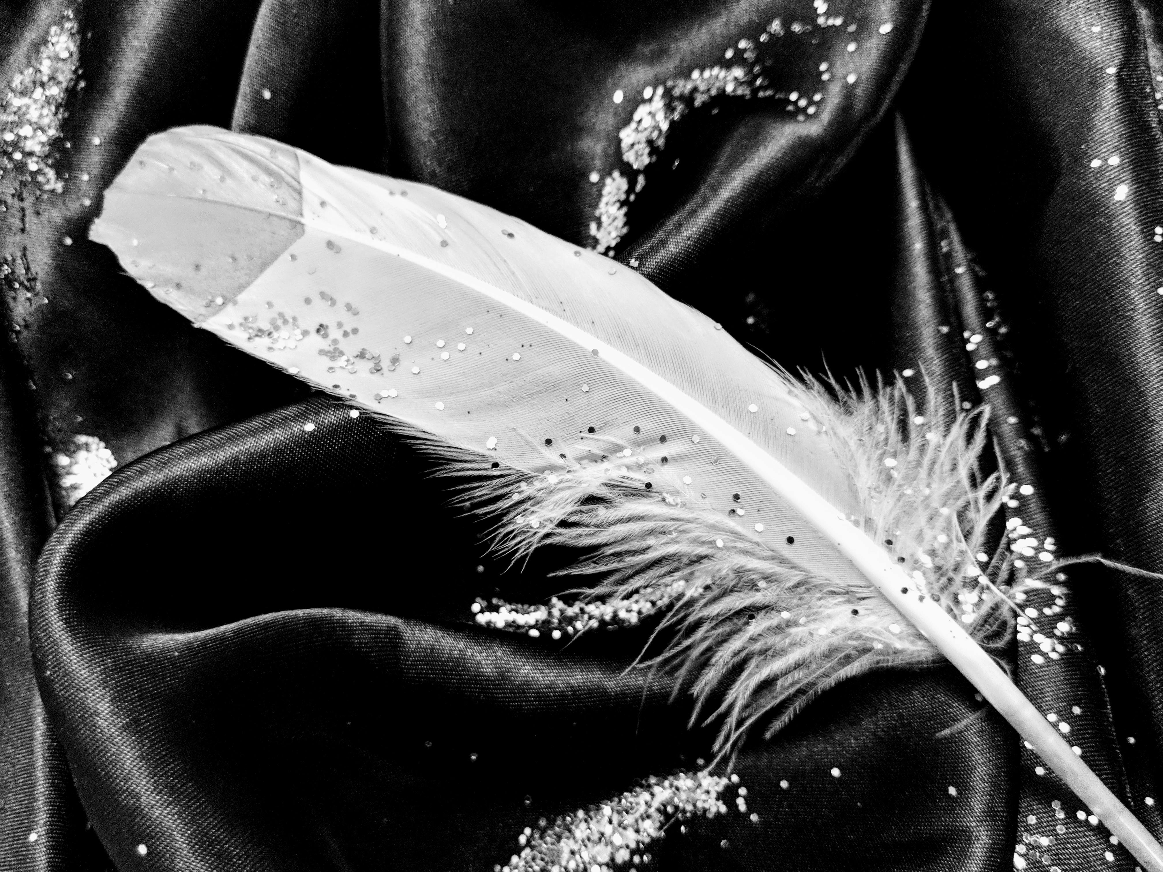 Free stock photo of black and white, black and white photo, close up feather